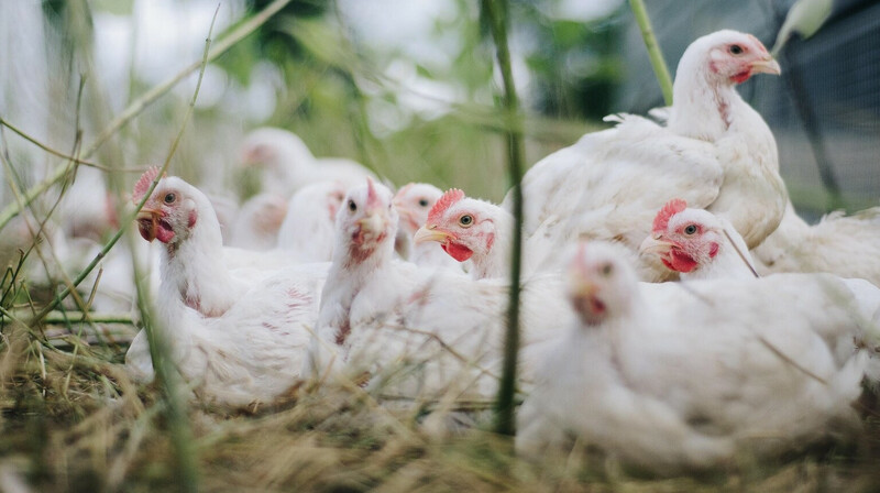 В Нью-Йорке закрыли рынки живой птицы из-за вспышки птичьего гриппа