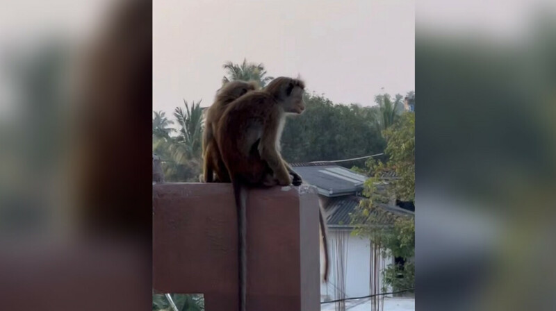 Обезьяна устроила блэкаут: На Шри-Ланке произошло массовое отключение света