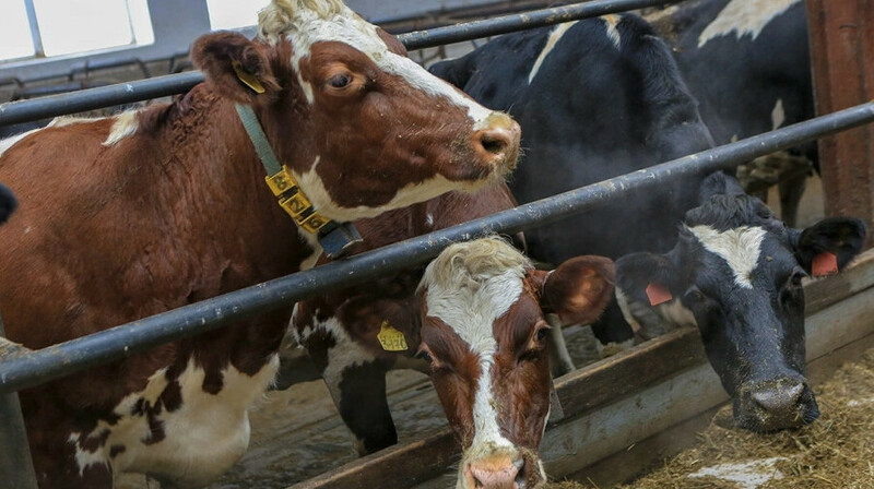 Казахстан продлил запрет на вывоз маточного скота