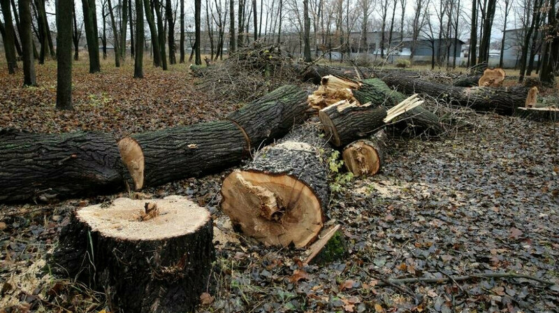 В Костанае подрядчика оштрафовали за вырубку деревьев