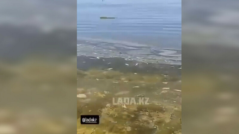 В Актау жители обнаружили масляные пятна в Каспийском море