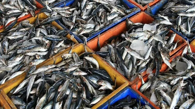 Рыбу на 80 млрд тенге незаконно экспортировали из Казахстана в Европу