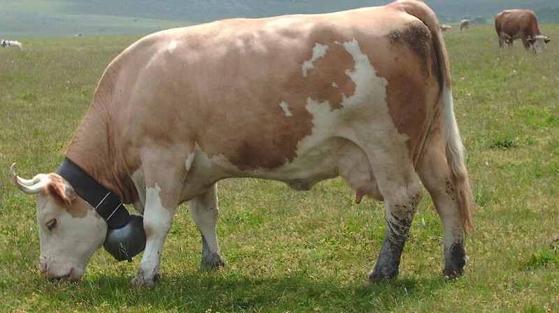 Казахстан импортировал из Чехии тысячи голов крупного рогатого скота