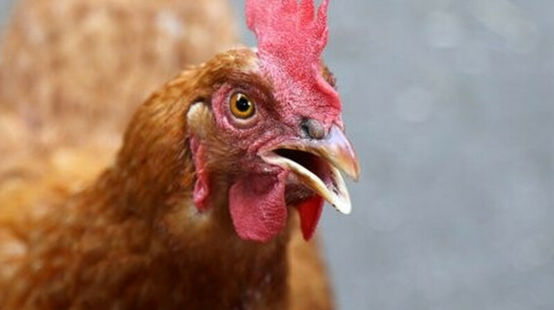 В Австрии объявлен режим повышенного риска из-за птичьего гриппа