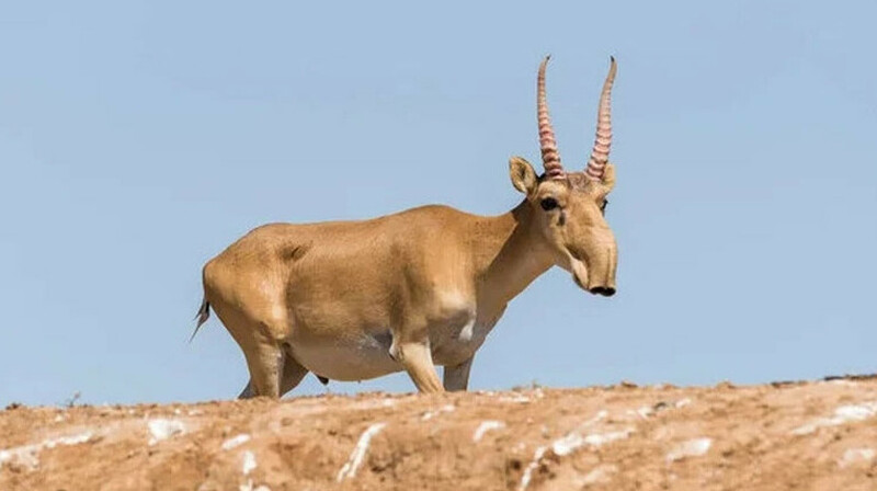 Мясо сайгака начнут продавать в супермаркетах Казахстана