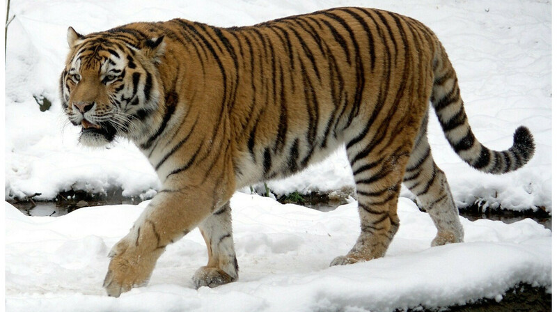 Казахстан в 2026 году привезёт из России амурских тигров
