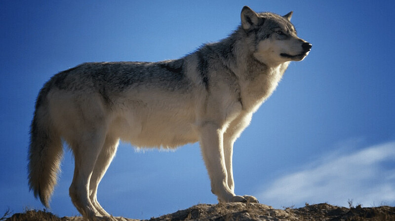 Волков сняли на видео в заповеднике на юге Казахстана