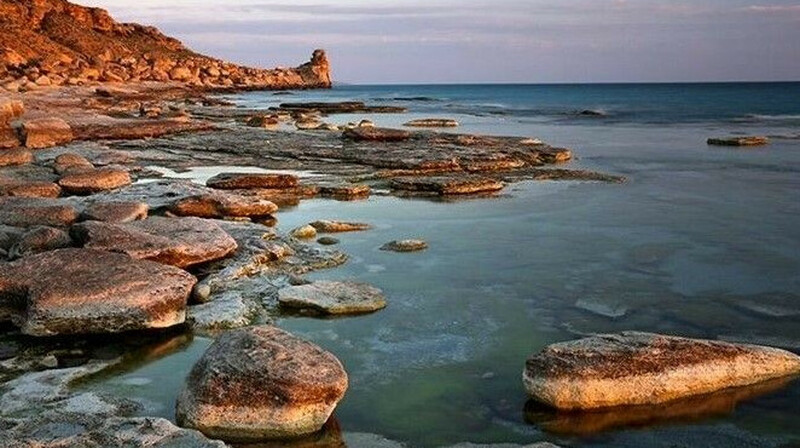 На побережье Мангистау нашли мертвых птиц