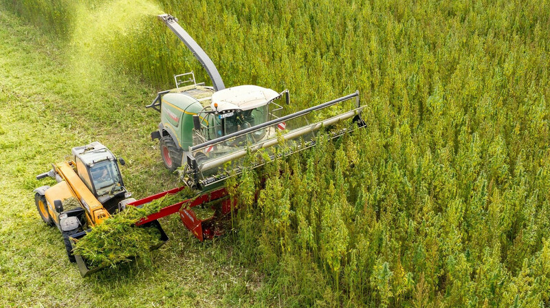 Казахстан утвердил правила переработки технической конопли