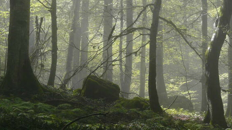 Горят древнейшие леса земли: Иран борется с огнем в Гиркане