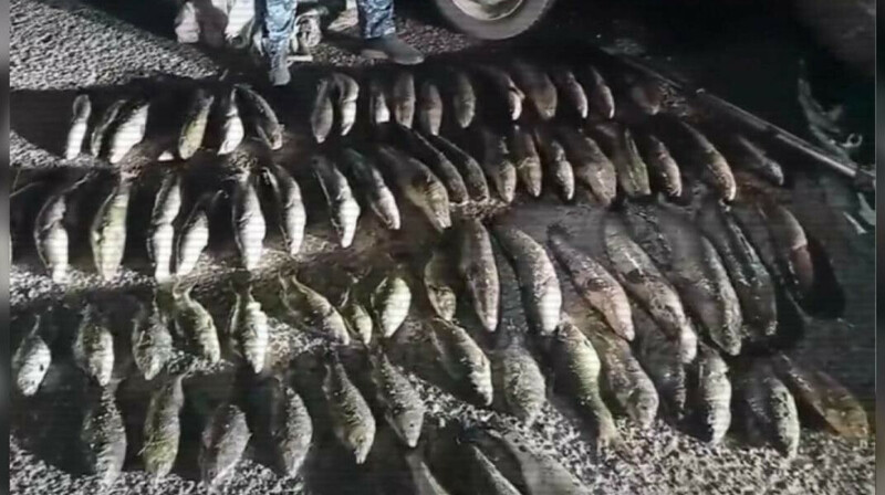 МВД РК выявило более 4 тысяч нарушений в ходе операции "Браконьер"