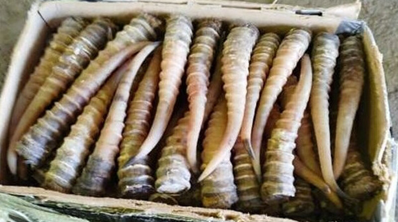 Казахстану разрешили экспортировать рога сайгака после роста популяции