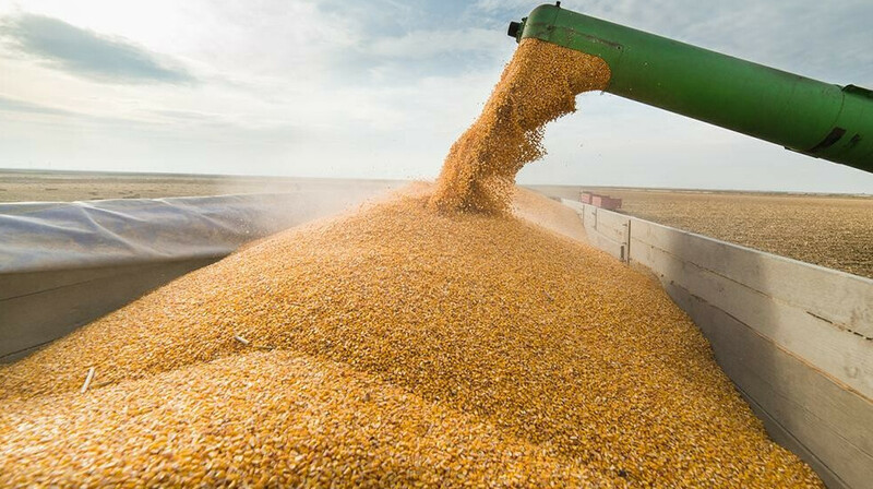 Терминалы Узбекистана перегружены зерном из Казахстана