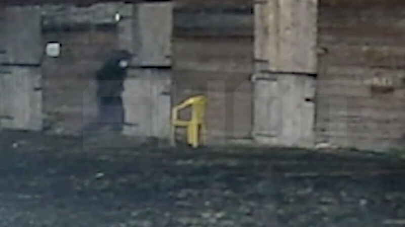 В Волгоградской области неизвестный залил лошадям кислоту: пострадали пять животных