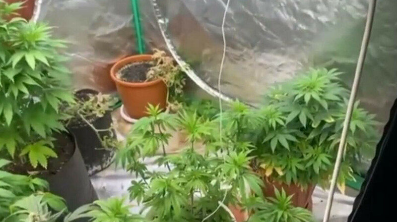 В Карагандинской области 33-летний мужчина выращивал коноплю в квартире отца-пенсионера