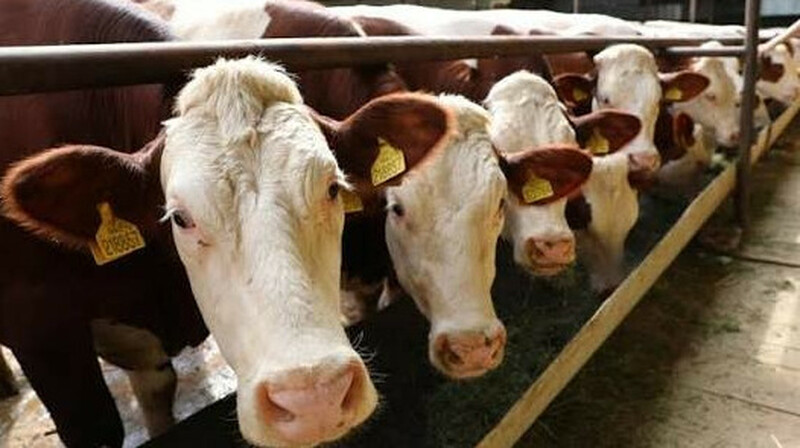 Говядина в Казахстане дороже, чем в ОАЭ, Румынии и Саудовской Аравии