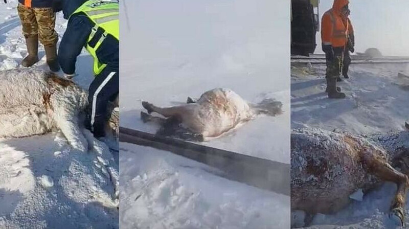 Грузовой поезд сбил 11 лошадей в Акмолинской области