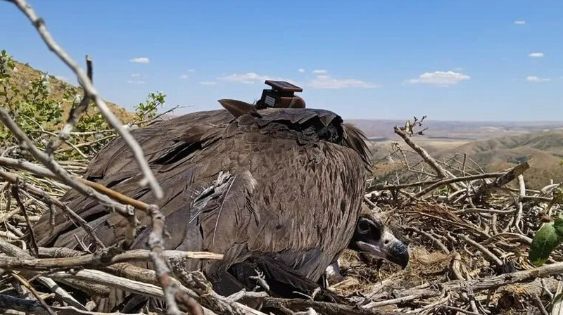 Редкий казахстанский гриф погиб в Индии из-за отравленного скота